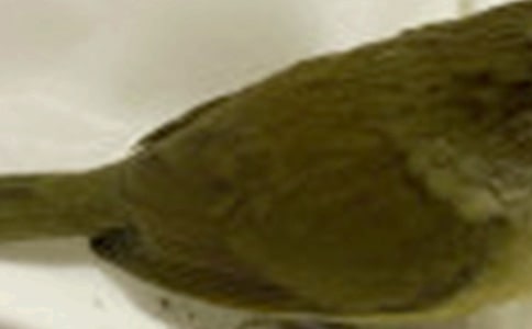 �ɐ۵�С�B���ļ���15ƪ