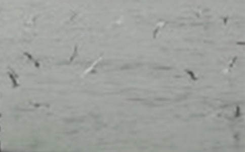 【熱門】小鳥作文四篇