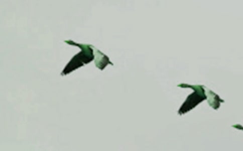 我是一只小小鳥作文通用15篇