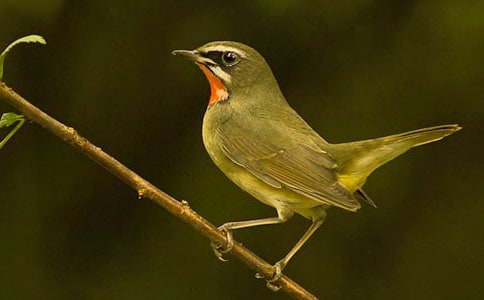 我是小鳥(niǎo)的作文3篇