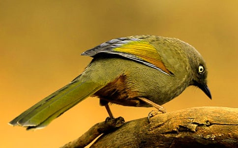 小鳥的作文精品76篇