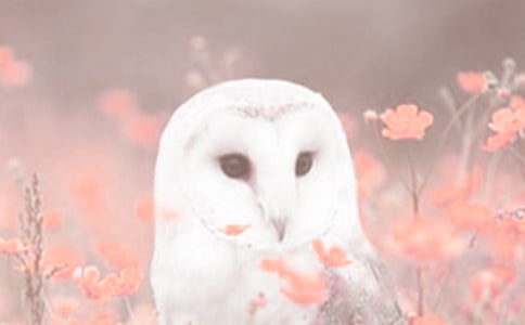 ���o(h��)��ϡ��(d��ng)ֲ�ﳫ�h��(sh��)400��