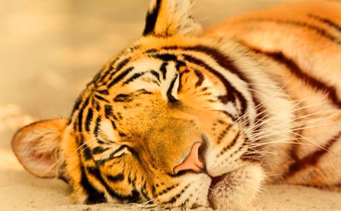 老虎和青蛙的童話故事