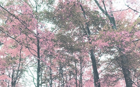 秋季中班工作計(jì)劃