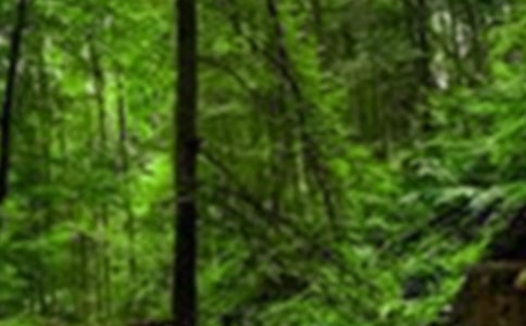 ɭ�ַ��������Y(ji��)����