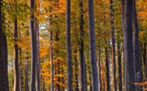 ɭ�ַ��������Y[���x20ƪ]